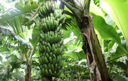 फाइल तस्बिर।